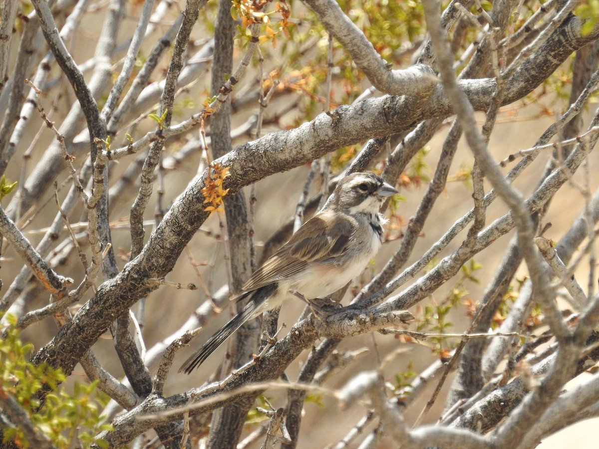 Black-throated Sparrow - ML601920241