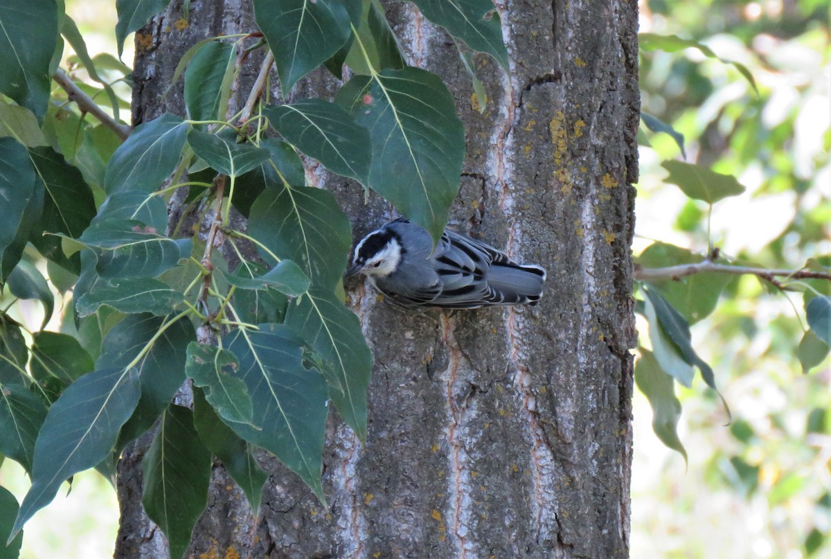 White-breasted Nuthatch - ML601921241