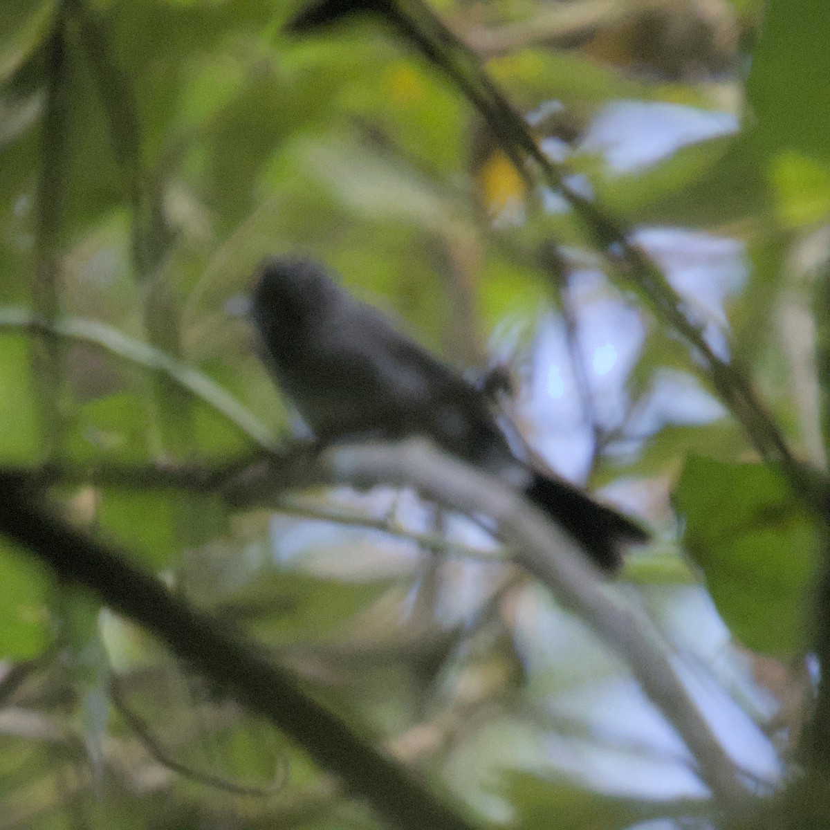White-bellied Crested Flycatcher - ML601923591