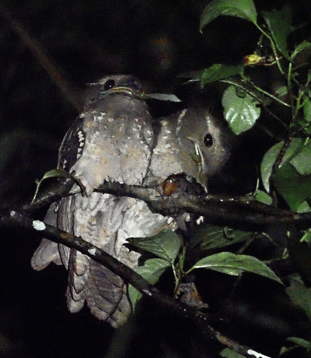 Dulit Frogmouth - ML601924281