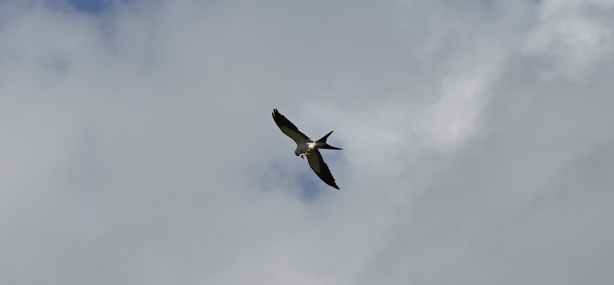Swallow-tailed Kite - ML601924311