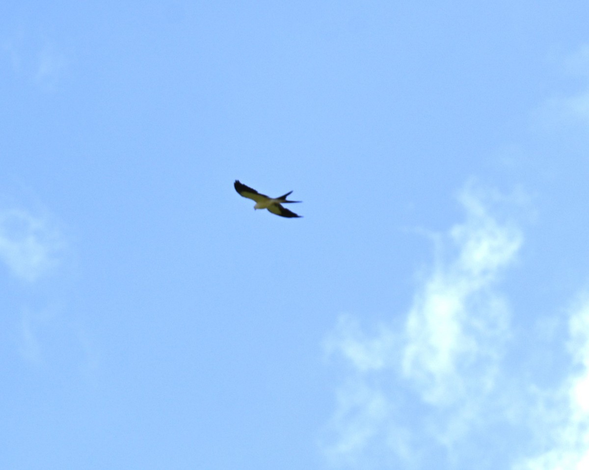 Swallow-tailed Kite - ML601924401