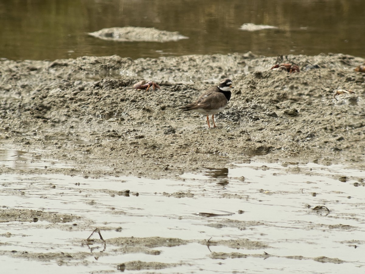Common Ringed Plover - ML601925881