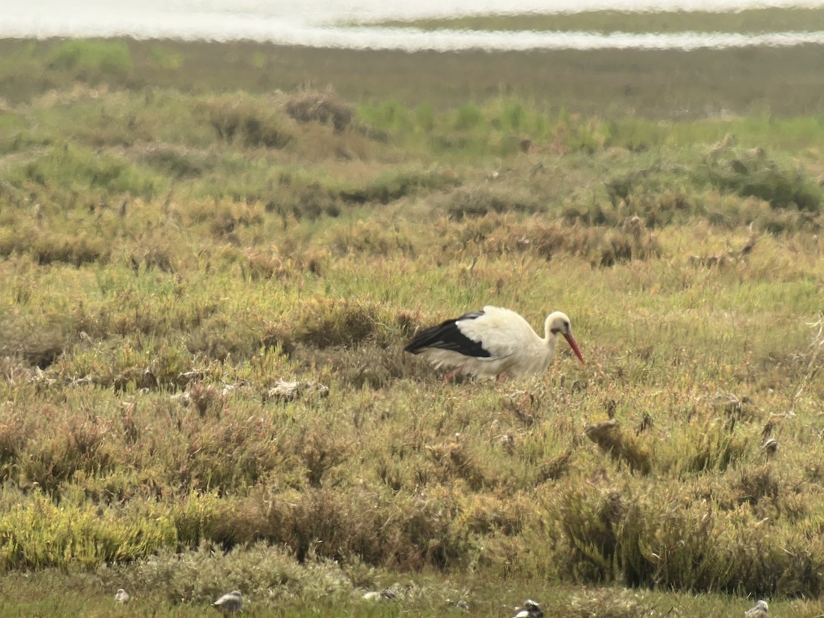 White Stork - ML601927311