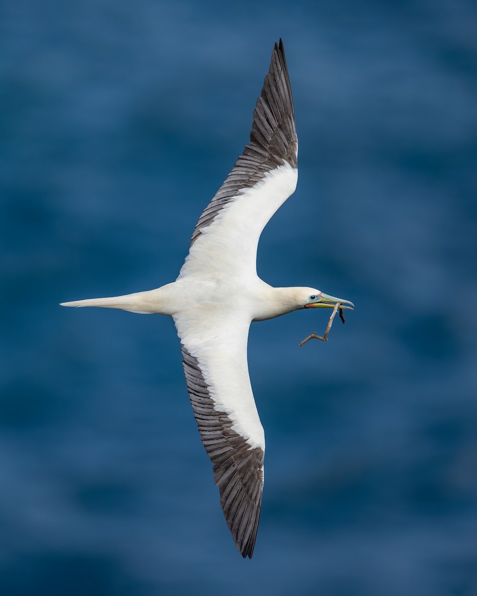 Red-footed Booby - ML601927711