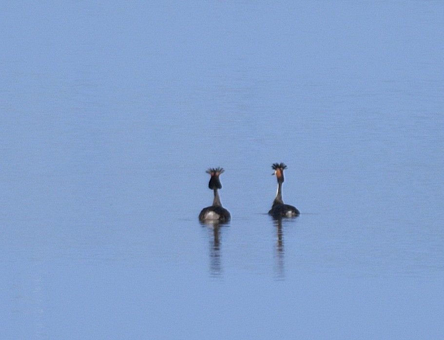 Great Crested Grebe - ML60193081