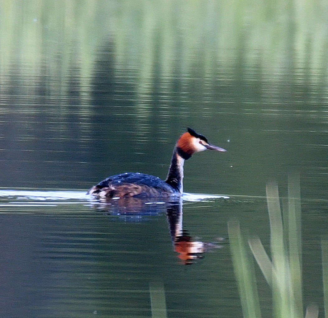 Great Crested Grebe - ML60193091