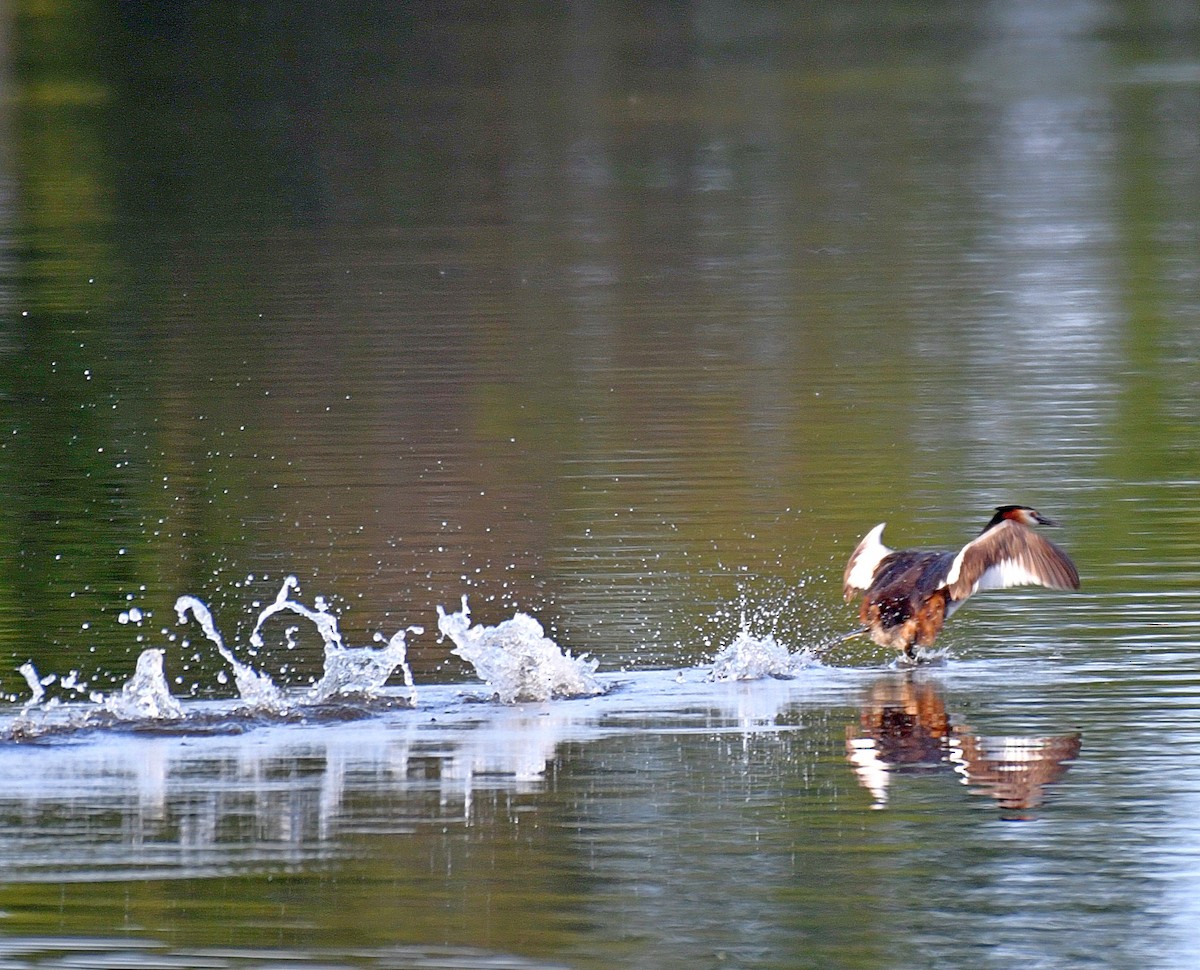 Great Crested Grebe - ML60193101