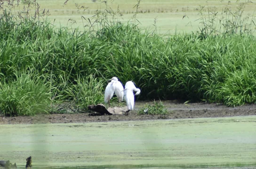 eBird Checklist 9 Aug 2023 Killdeer Plains Wildlife Area (Wyandot