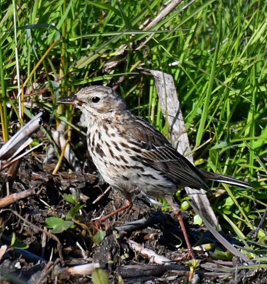 Meadow Pipit - ML60193701