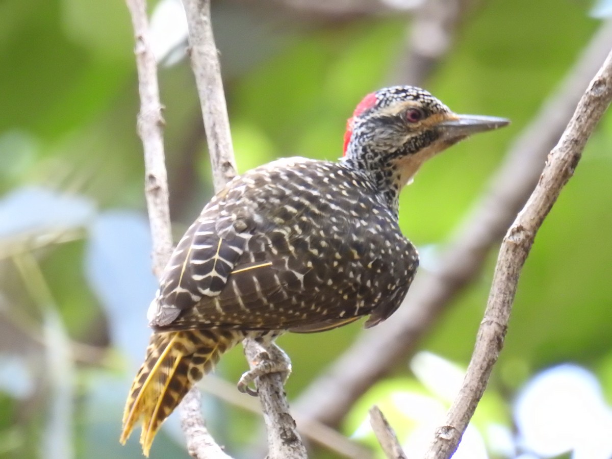 Nubian Woodpecker - Akash Gulalia