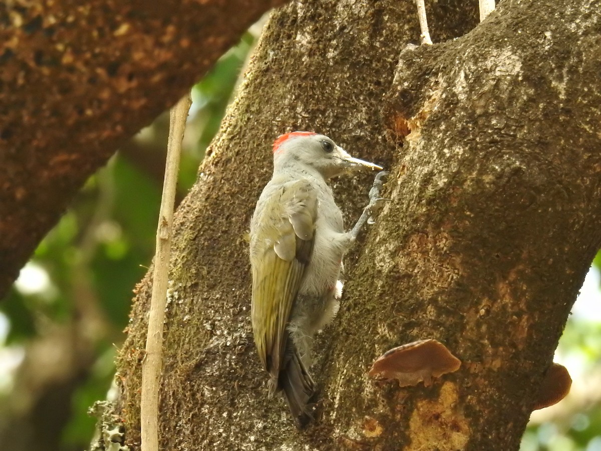 African Gray Woodpecker - Akash Gulalia
