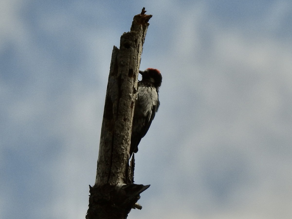 Acorn Woodpecker - ML601943611