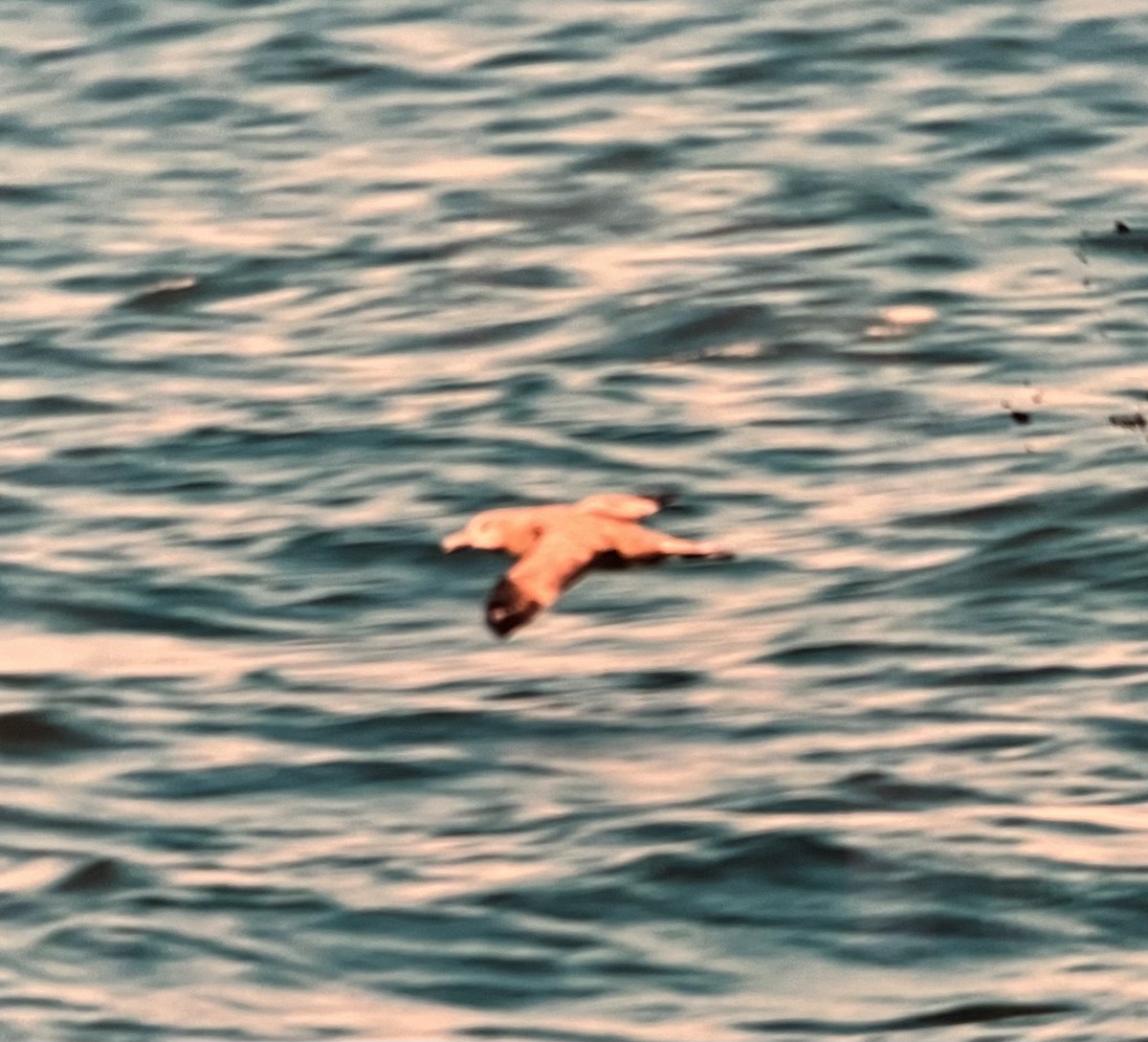 Albatros à pieds noirs - ML601946811