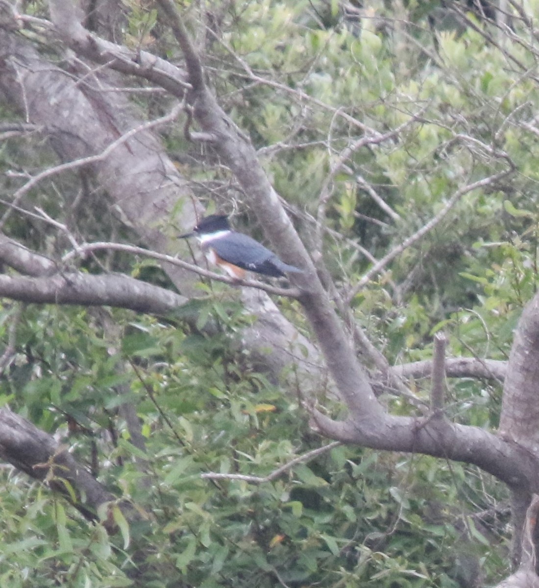 Belted Kingfisher - ML601947761