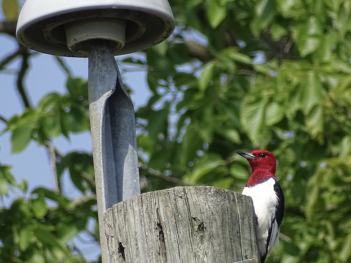 Red-headed Woodpecker - ML601948931