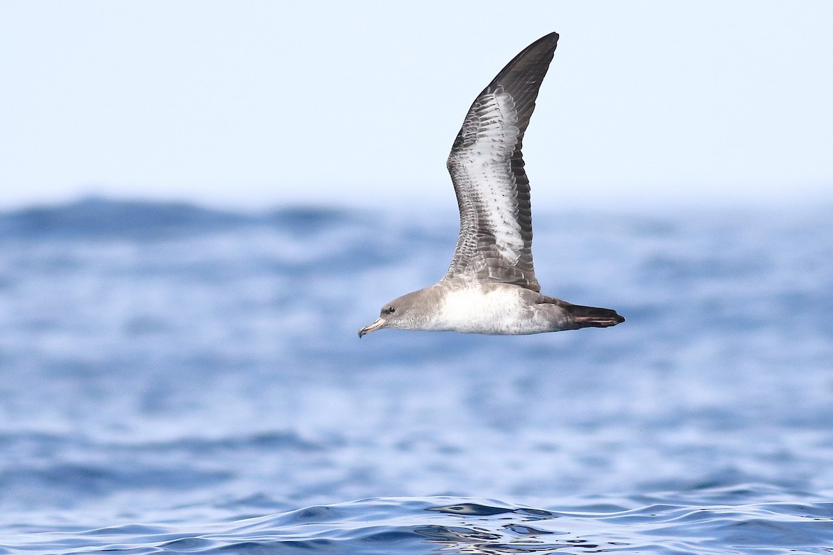 Pink-footed Shearwater - ML601953361