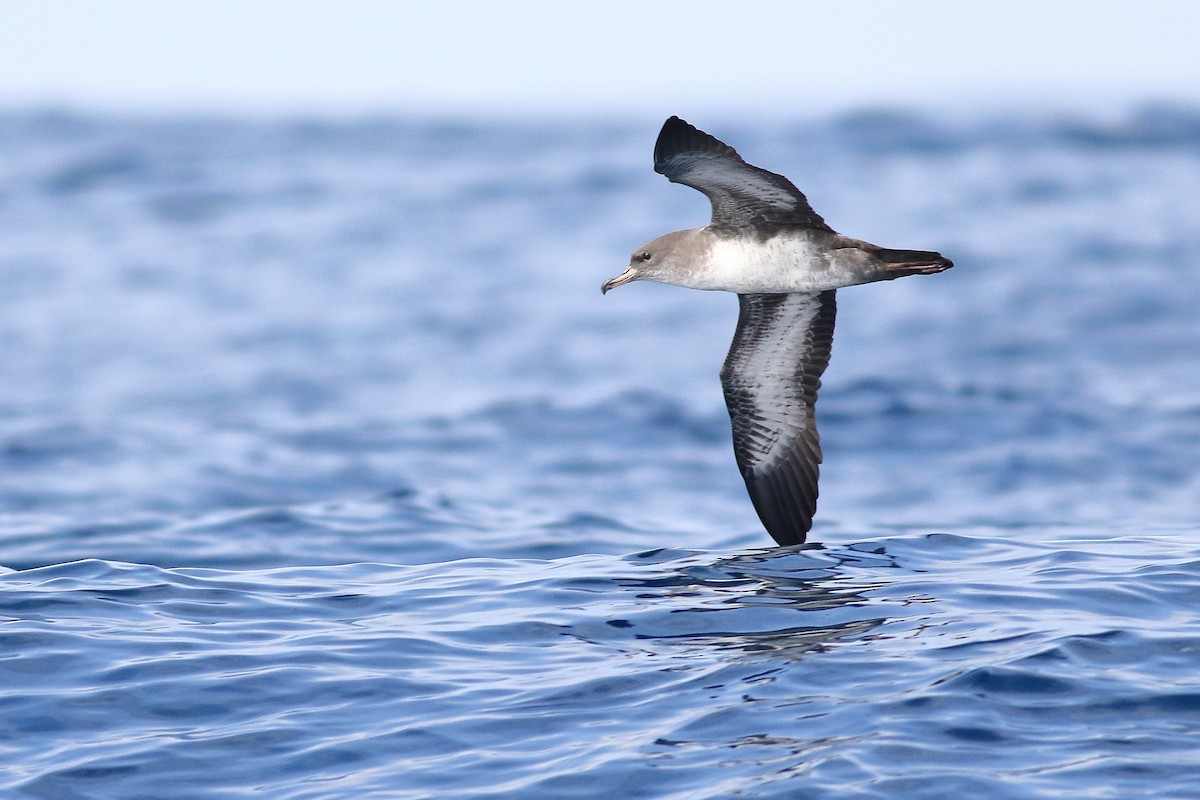 Pink-footed Shearwater - ML601953421