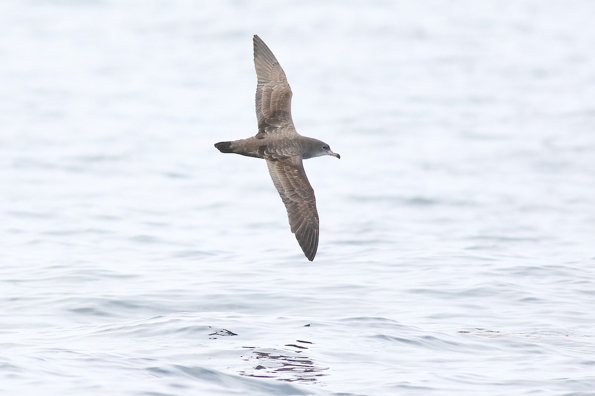 Pink-footed Shearwater - ML601953441