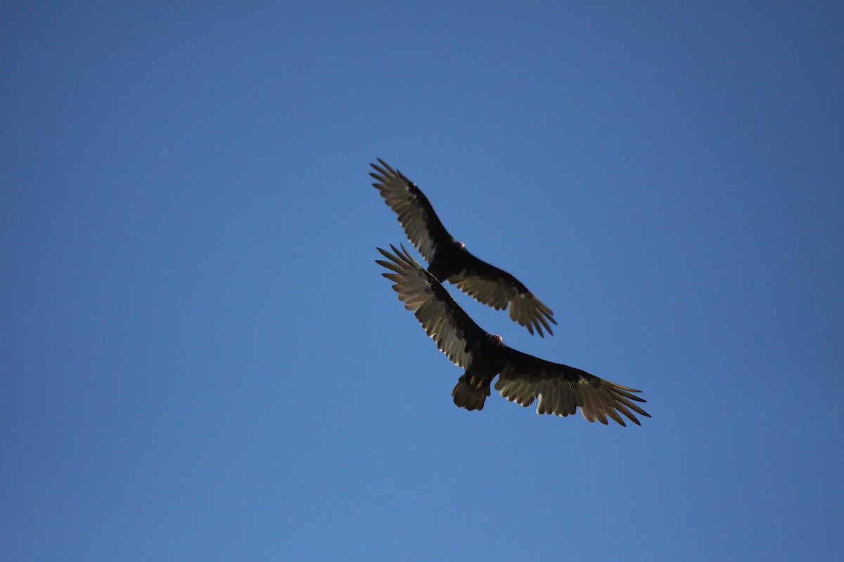 eBird Checklist - 9 Aug 2023 - E Empire Ranch Rd, Sonoita US-AZ 31. ...