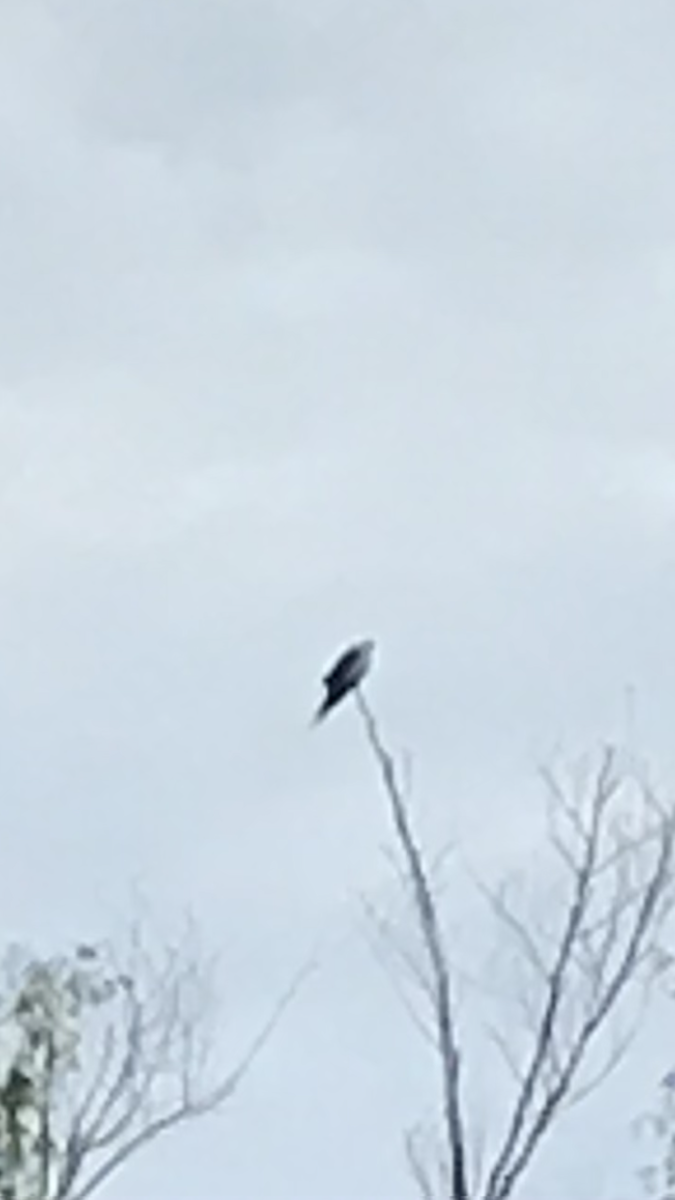 Swallow-tailed Kite - ML601954201