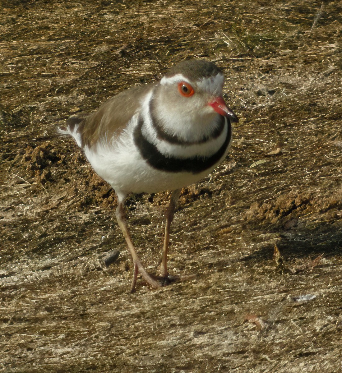 Three-banded Plover - ML601958621