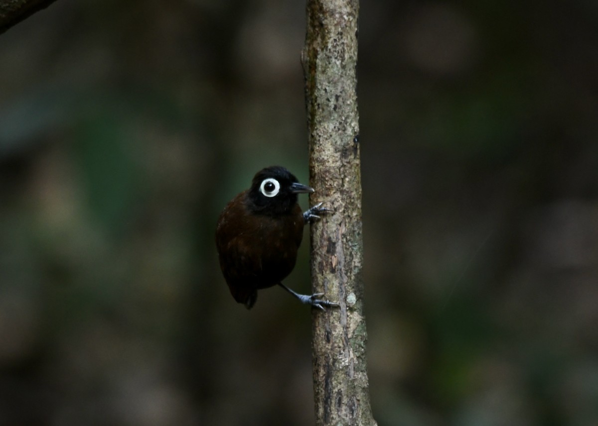 Bare-eyed Antbird - ML601962311