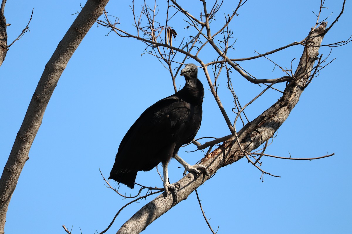 Black Vulture - ML601963251