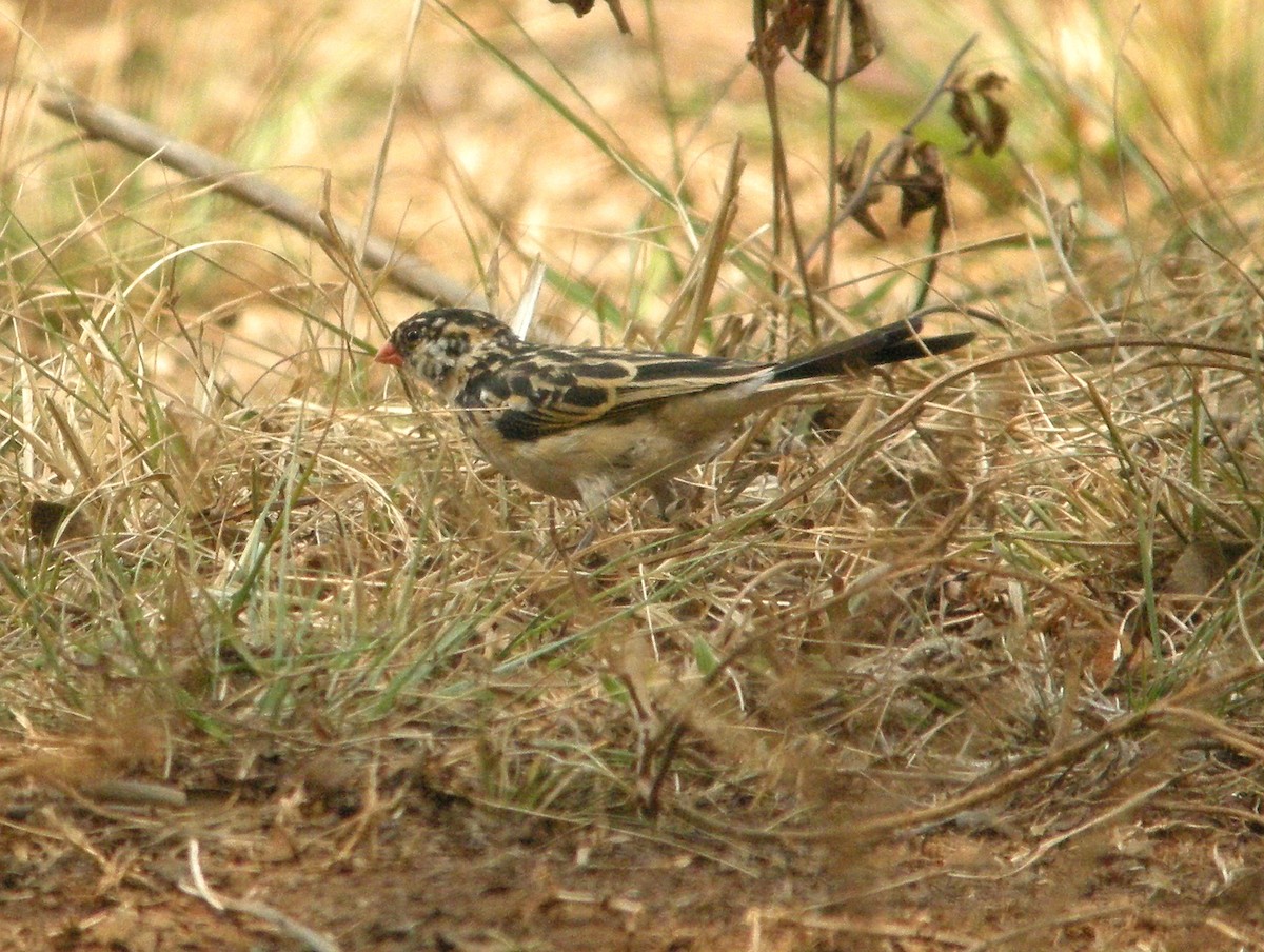 Pin-tailed Whydah - ML601963411