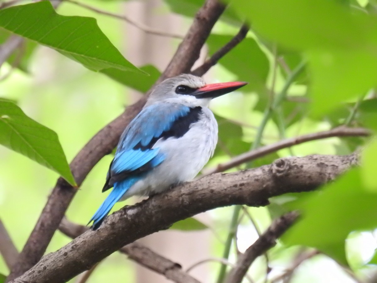 Woodland Kingfisher - Akash Gulalia