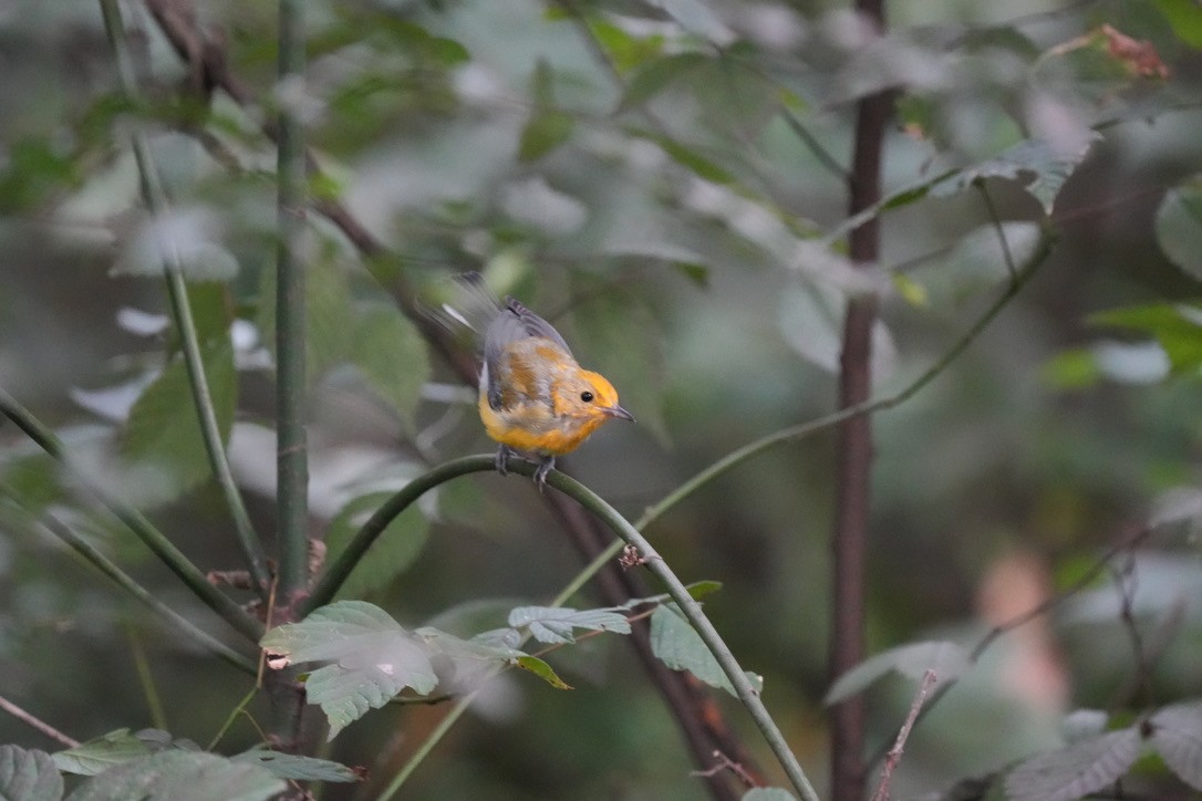 Prothonotary Warbler - ML601966851