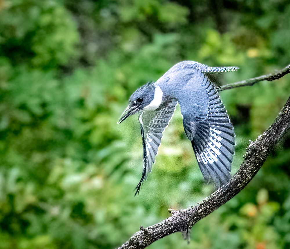 Belted Kingfisher - ML601968171