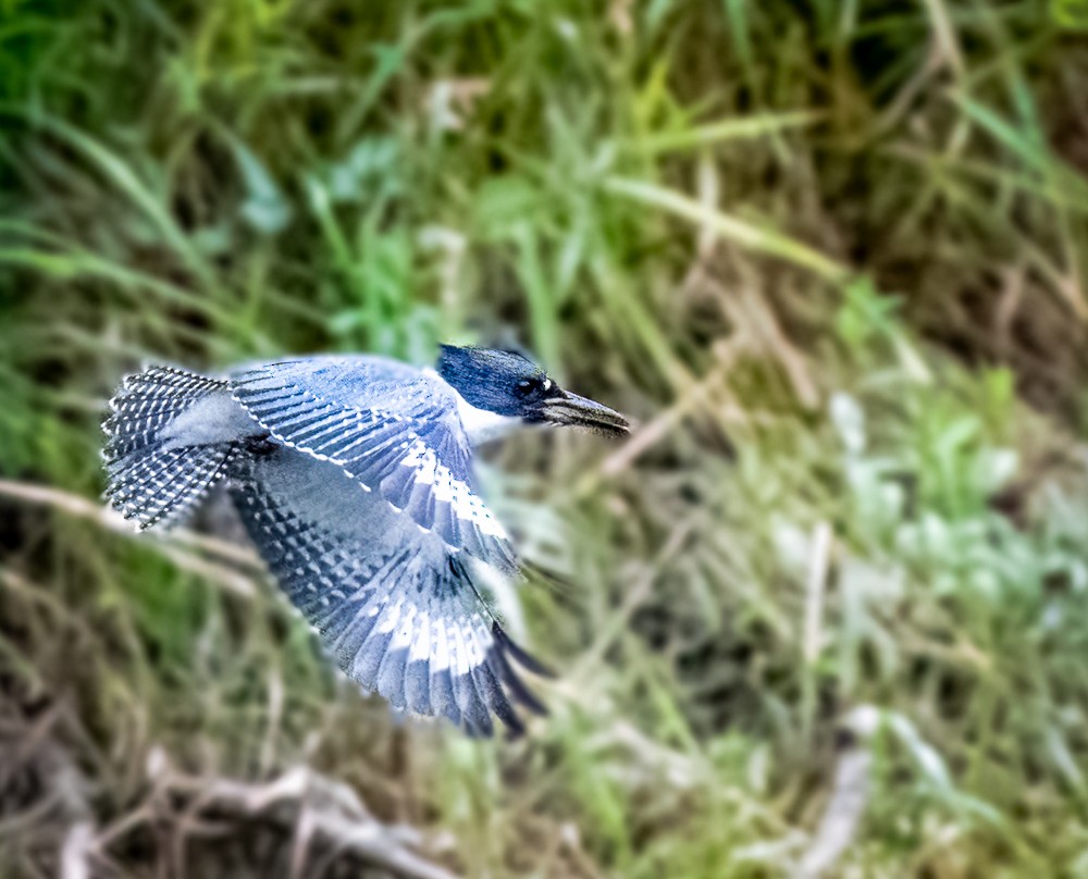 Belted Kingfisher - ML601968181
