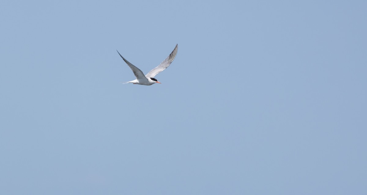 Common Tern - ML601970301