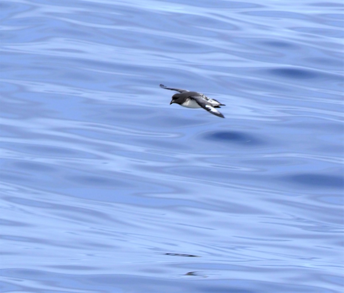 Капский голубок (australe) - ML601975261