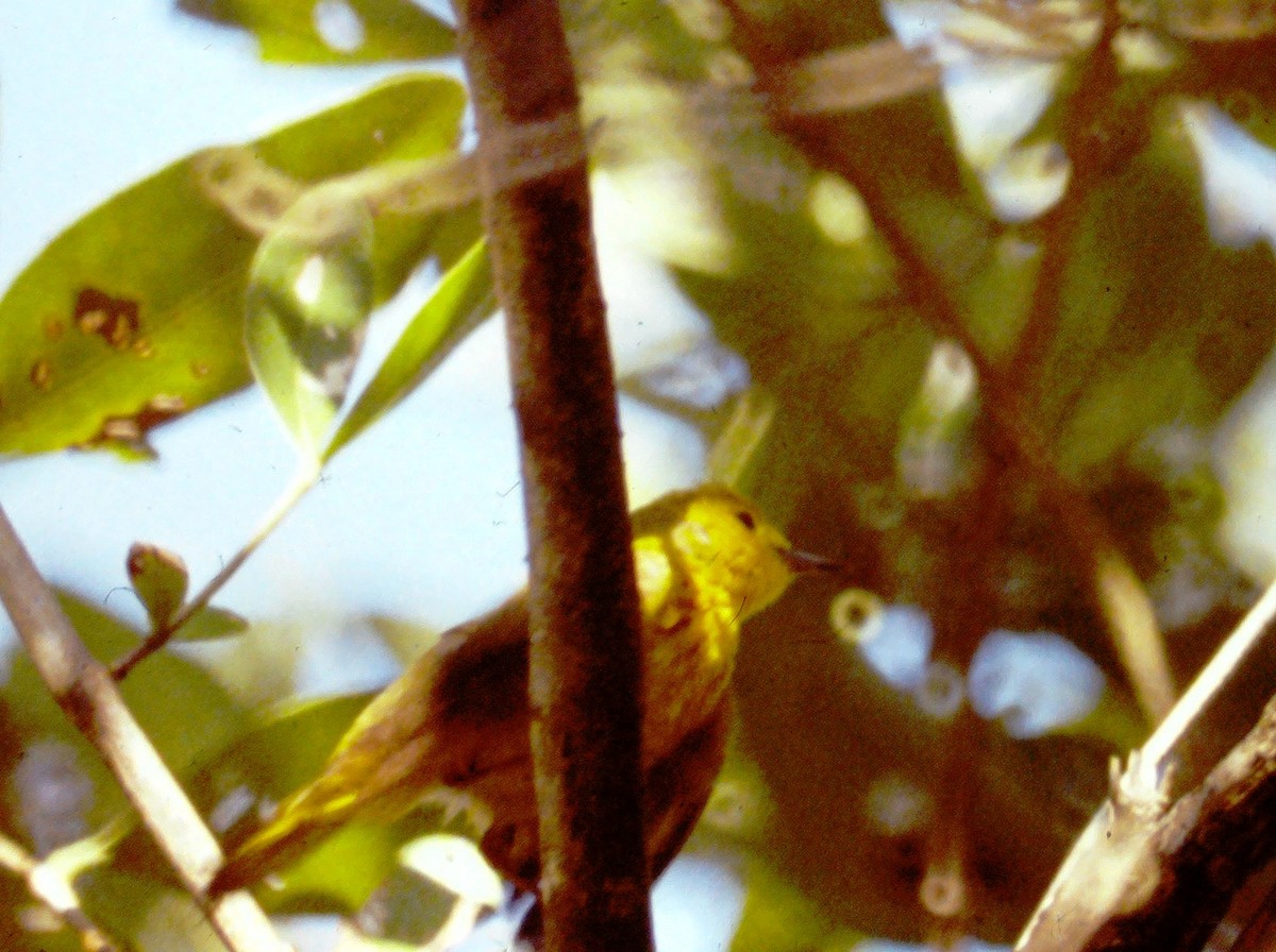 Yellow Warbler (Golden) - ML601978301