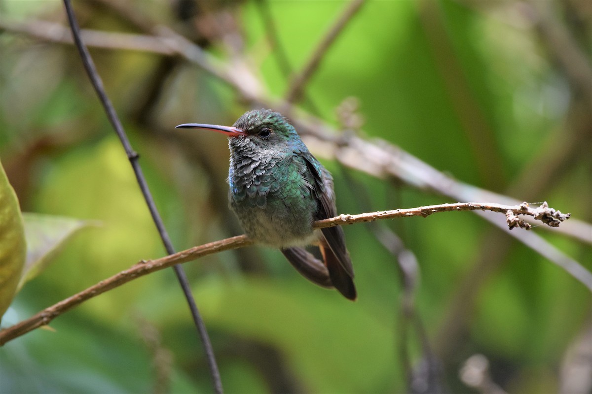Green-bellied Hummingbird - ML601978341