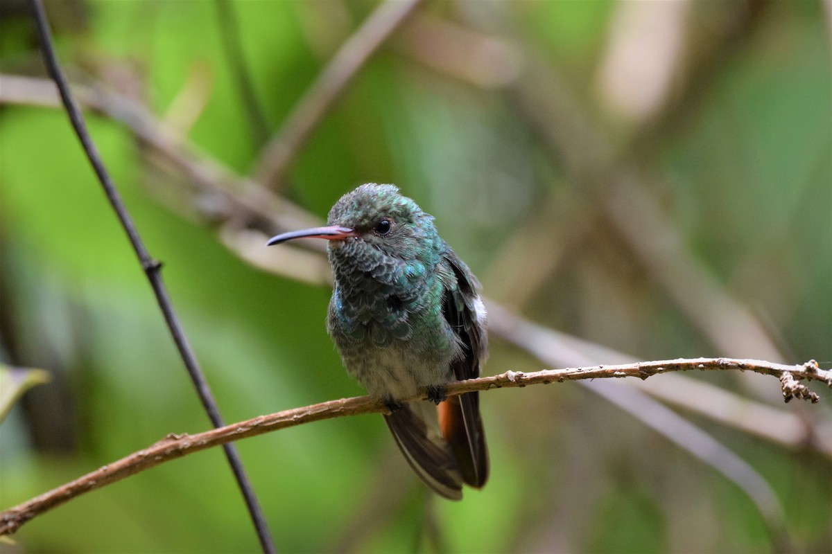 Green-bellied Hummingbird - Freddy Oswaldo Ovalles Pabon