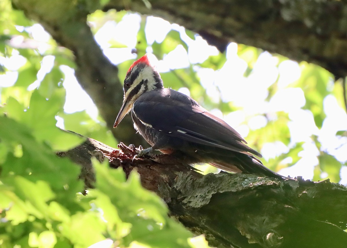 Pileated Woodpecker - ML601982751