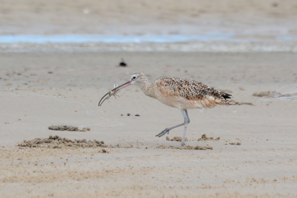 Long-billed Curlew - ML60198521