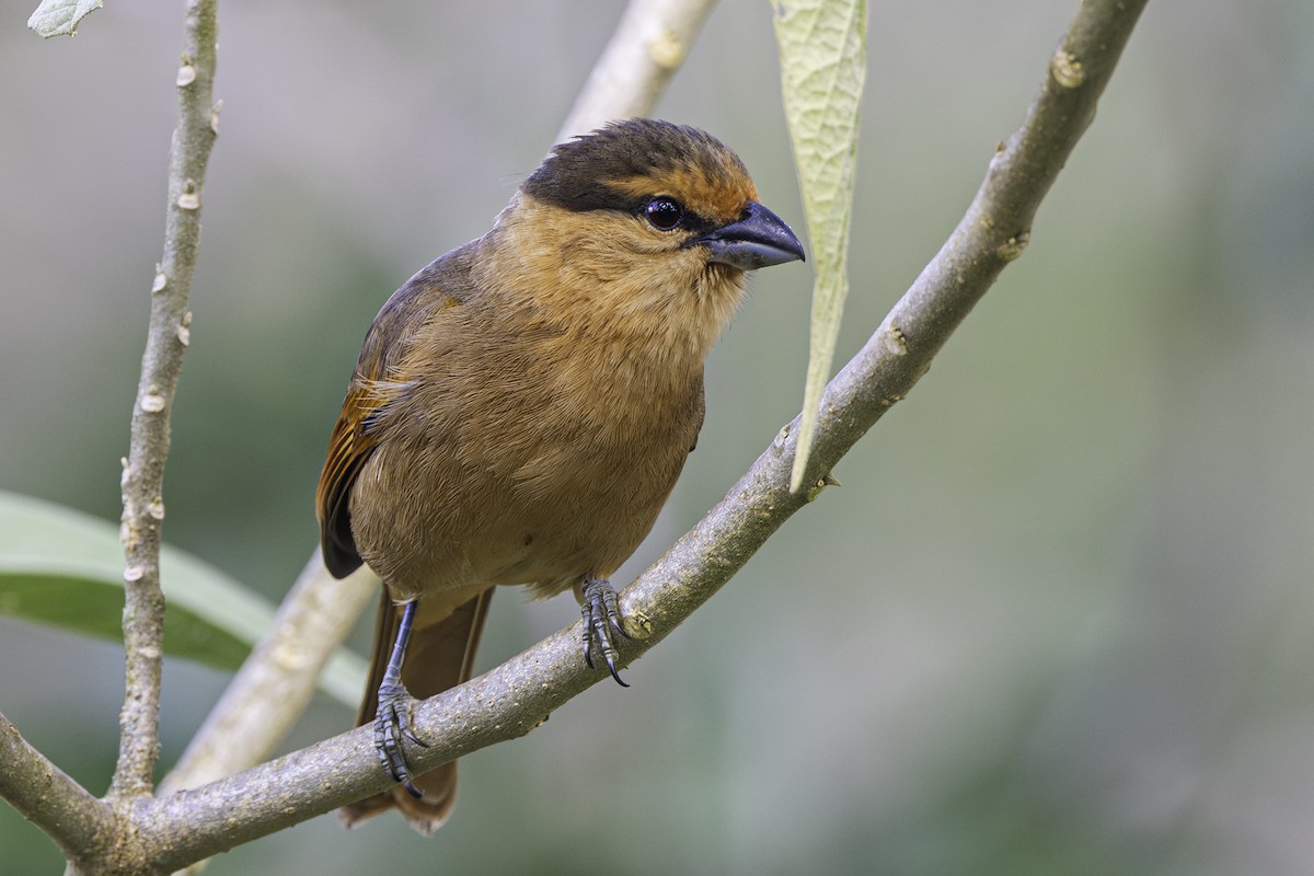 Brown Tanager - ML601991931