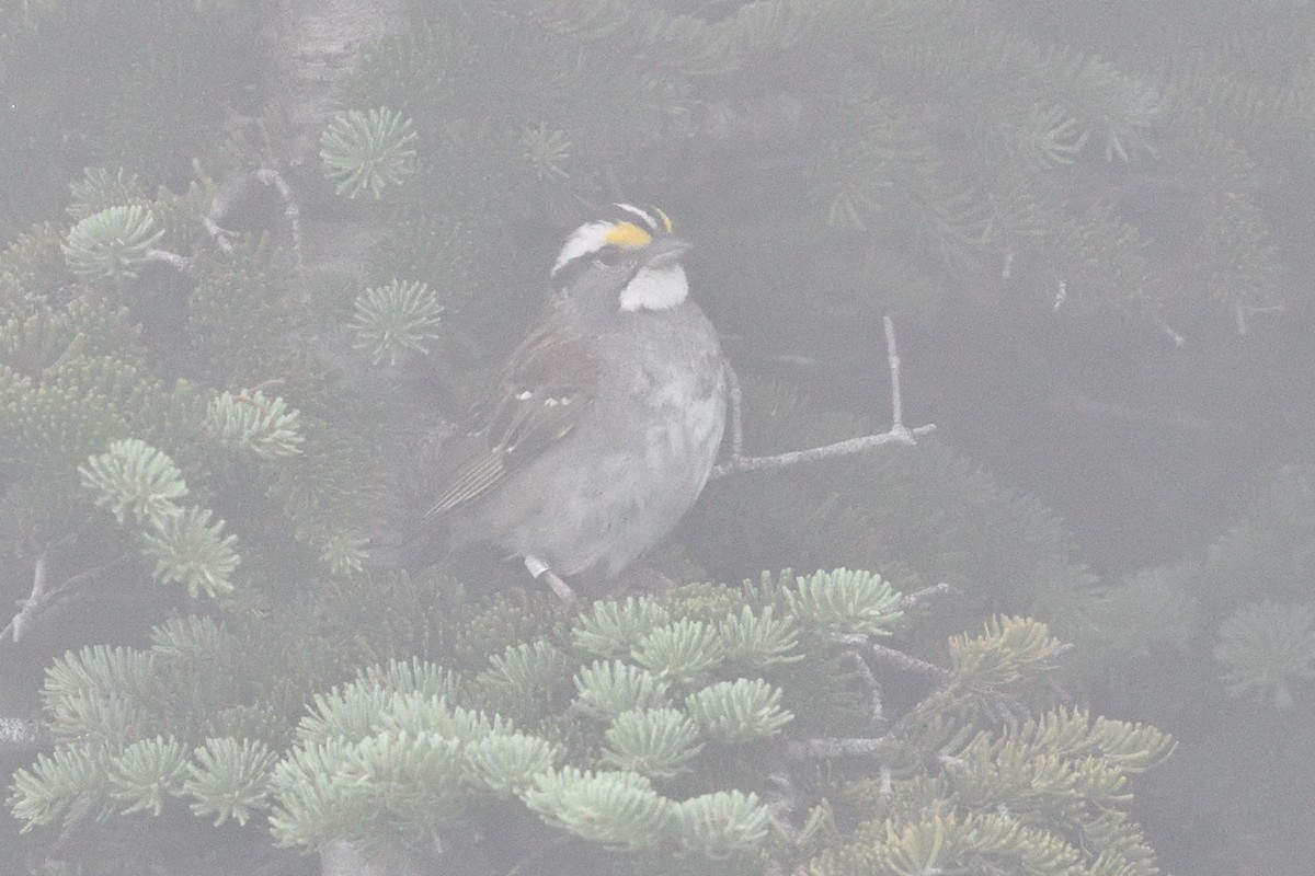 White-throated Sparrow - ML601995241