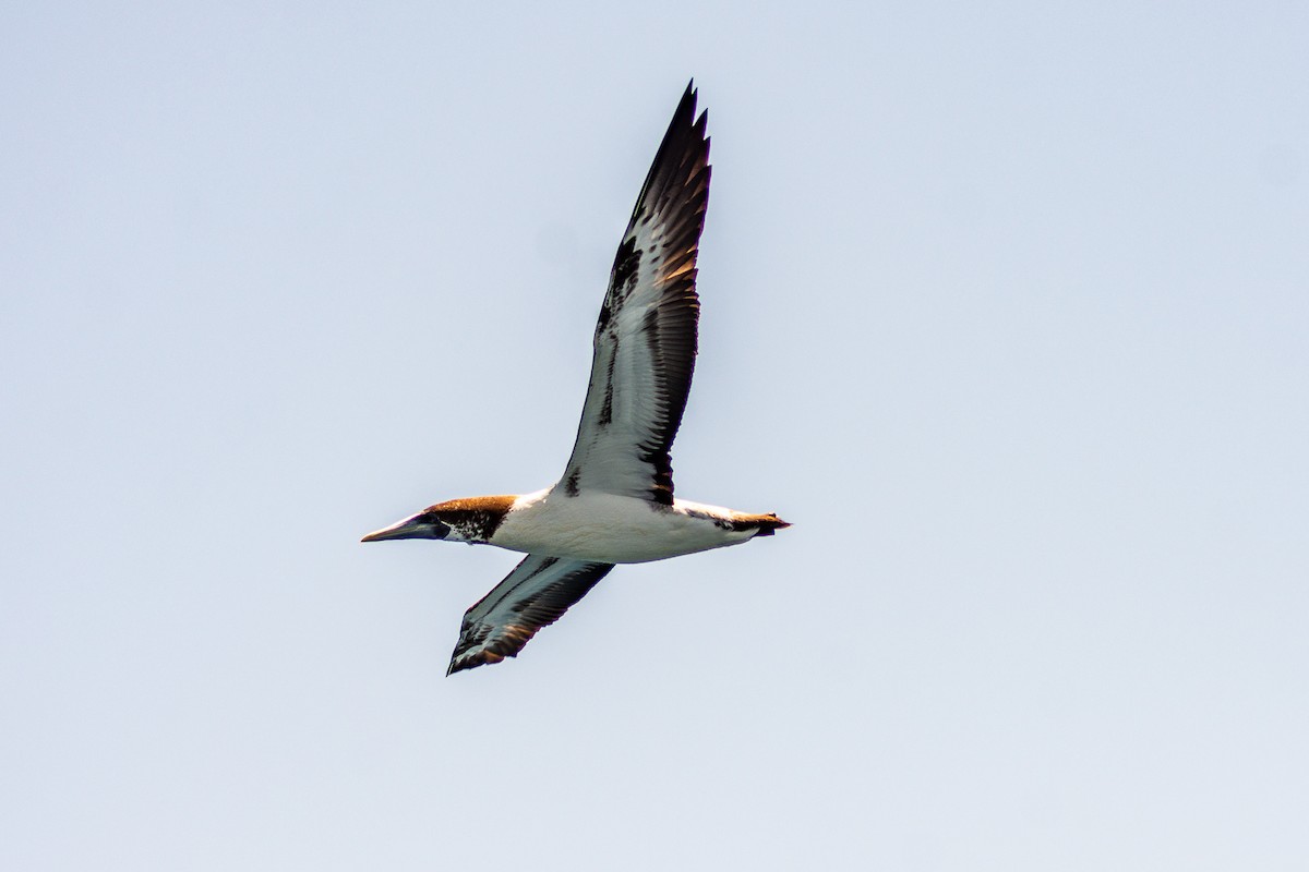 Masked Booby - ML601995341