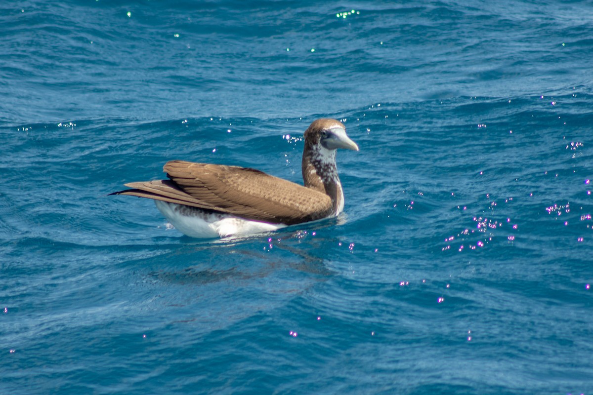 Masked Booby - ML601995371