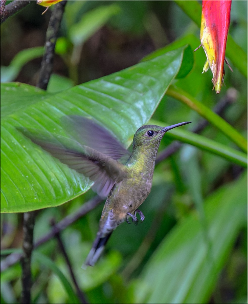 Scaly-breasted Hummingbird - ML601995431