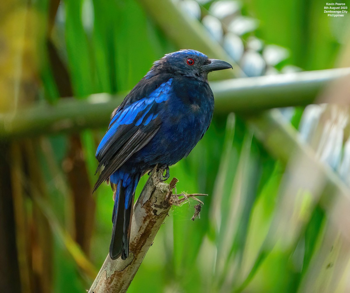 Philippine Fairy-bluebird - ML601995441