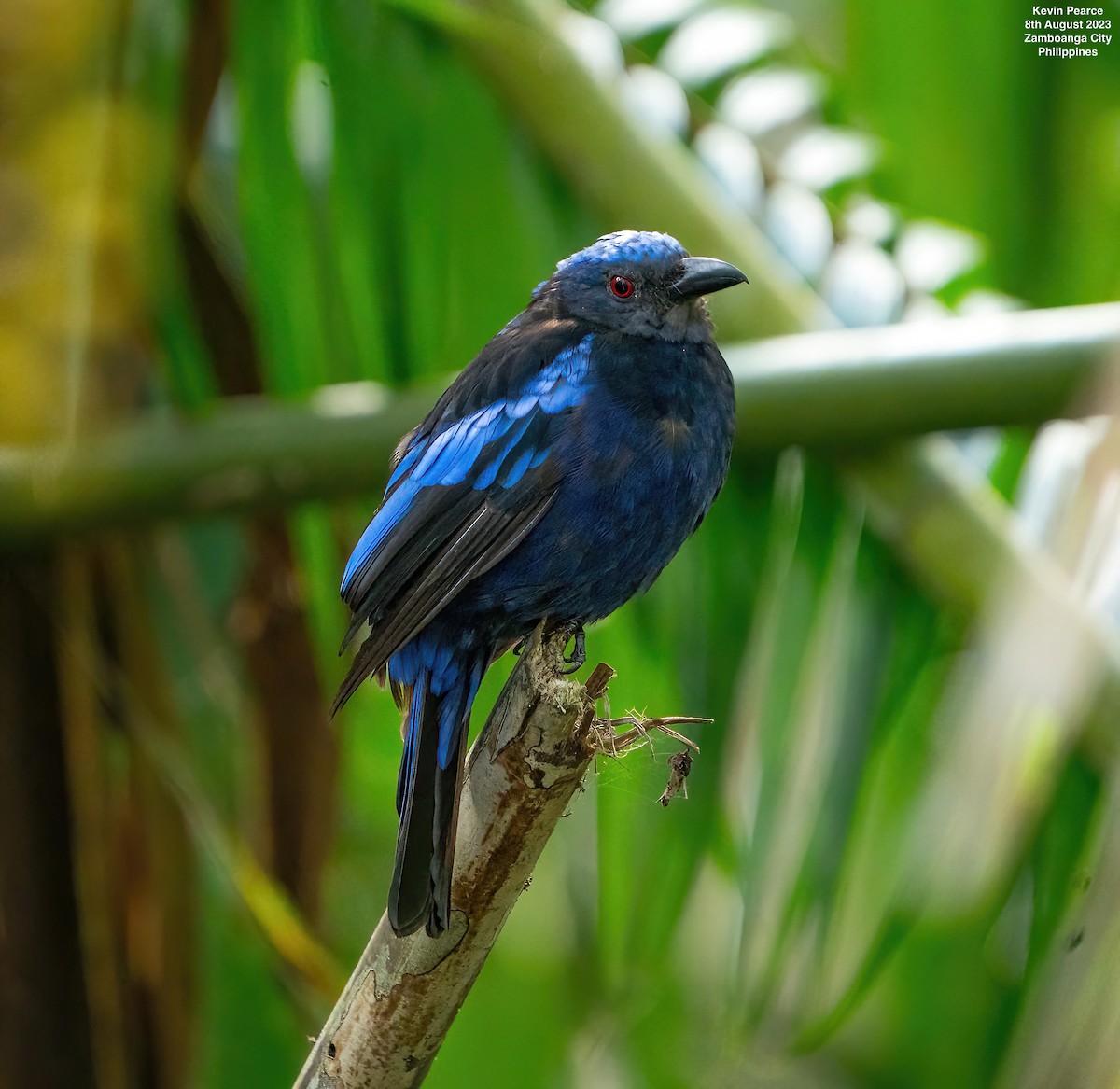Philippine Fairy-bluebird - ML601995451