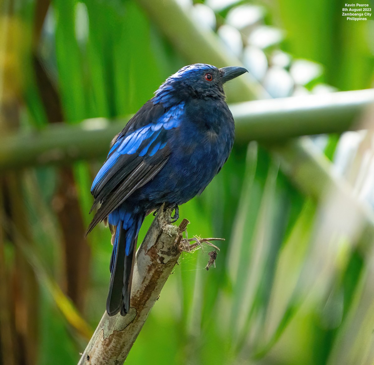 Philippine Fairy-bluebird - ML601995461