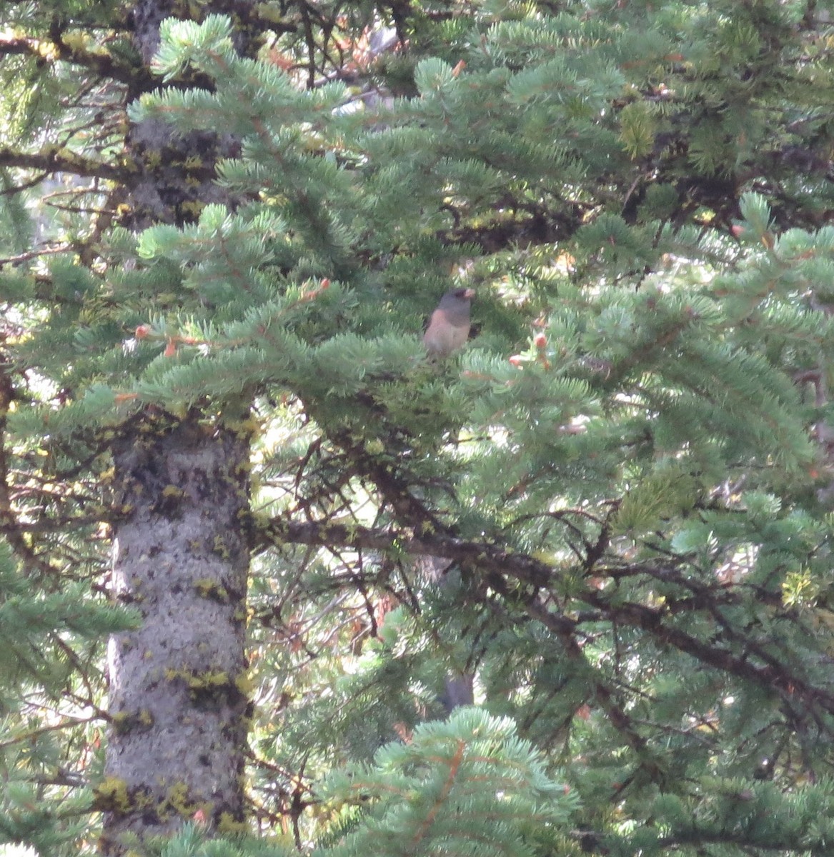 Dark-eyed Junco (Pink-sided) - ML601995761