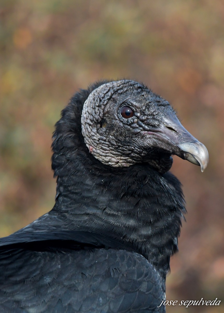 Black Vulture - ML602000251